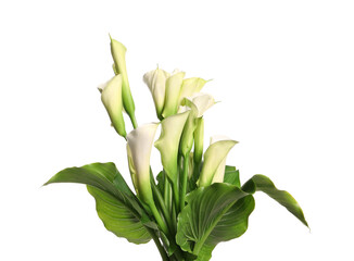 Beautiful calla lily flowers on white background