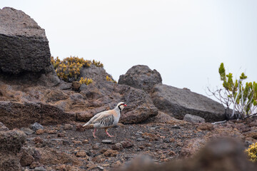 Chukar, gamebird on lava rocks, Hawaii

