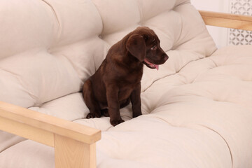 Cute chocolate Labrador Retriever puppy on beige sofa indoors. Lovely pet