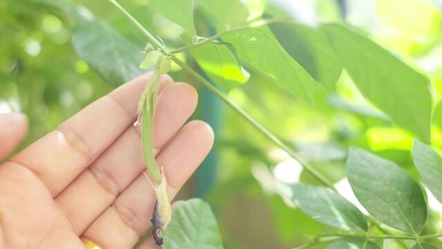 Person showing butterfly pea aka clitoria ternatea, aparajita, shanku pushpa, gokarni flower seed pod