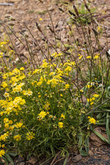 Yellow desert wildflowers and tall grass