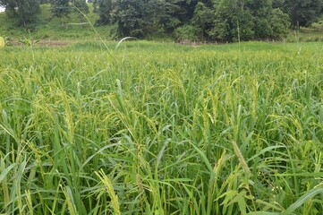 rice  field in the countryside