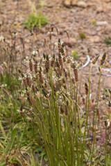 Bunch of long tall grass