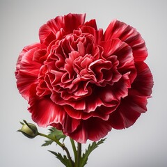 A red carnation with a plain background. Generative AI. 