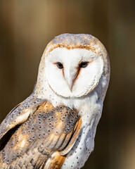 close up portrait of beautiful and serene barn owl