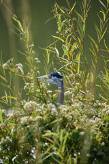 Peeking Blue Heron head 