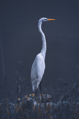 great blue heron ardea cinerea