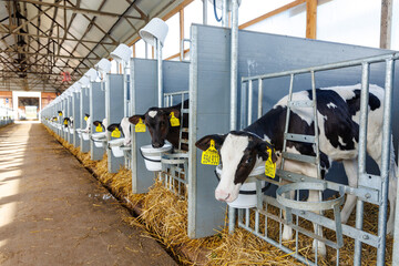 Row of newborn calves in stall close-up on modern industrial dairy farm. Calves rearing on...