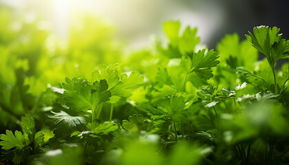 Fototapeta na wymiar Fresh parsley on wooden table, background, created with ai generative technology