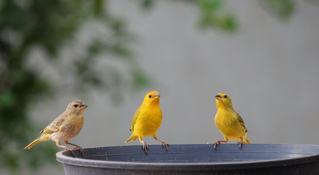 can&aacute;rio-da-terra