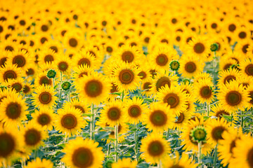 夕暮れ時の向日葵畑　柳川ひまわり園　福岡県柳川市　Sunflower field at sunset. Yanagawa Sunflower Garden. Fukuoka Pref, Yanagawa City.