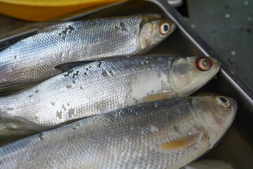 Freshwater fish are sold in the market. One example is milkfish and mullet. This fish has many spines but the taste of the meat is delicious and tender. This fish does not smell fishy like sea fish.