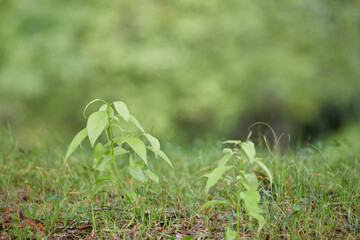 秋の公園の緑の植物の芽の風景