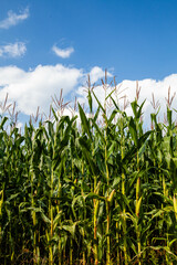 Obraz premium Wisconsin cornfield with white clouds and a blue sky in September