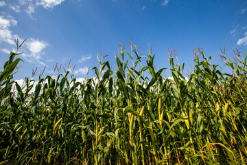 Obraz premium Wisconsin cornfield with white clouds and a blue sky in September