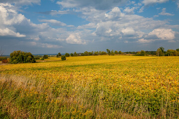 Wisconsin soybean field turning yellow in September