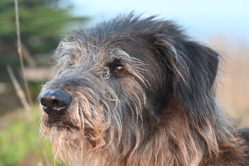 Wire haired dog portrait  attentive looking