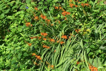 Montbretia ( CrocosmiaCrocosmiflora ) flowers. Iridaceae perennial plants native to South Africa. Orange flowers bloom in spikes from June to August.