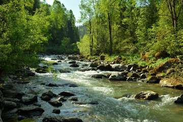 A beautiful turbulent river flows down from the mountains in a swift stream, bending around stones...
