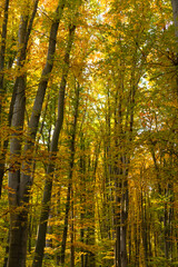 nature of autumn forest. forest nature in autumn forest with yellow leaves.