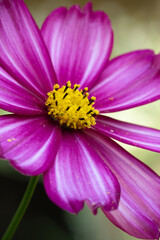 Obraz premium Double Take Cosmo Flower 