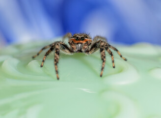 Adorable Tan Jumping spider, Platycryptus undatus, against green and blue background - 650941404