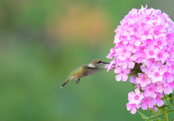 Ruby-throated Hummingbird hovering and getting nectar from a pink tall Phlox flower, with green background - 650941416