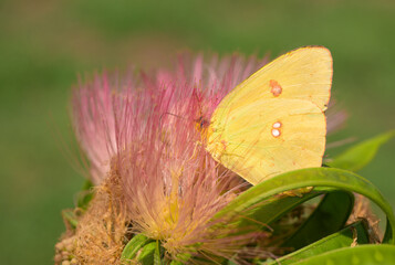 Bright yellow Cloudless Sulphur butterfly feeding on pink fuzzy flower of Persian Silk Tree, against green background - 650941428