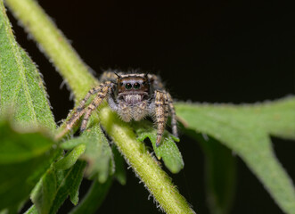 Beautiful sub-adult Phidippus mystaceus jumping spider on a ragweed stem - 650941436