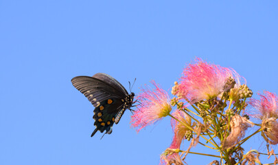 Pipevine Swallowtail butterfly feeding on a pink fuzzy flower of Persian Silk Tree, against clear blue sky; with copy space on top and to the side - 650941437