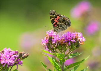 American Lady butterfly feeding on a pink Ironweed flower on a sunny meadow