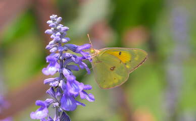 Orange Sulphur butterfly feeding on purple sage flowers in summer garden - 650941454