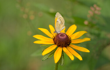Dainty Sulphur butterfly feeding on a Black-eyed Susan flower, with copy space - 650941470
