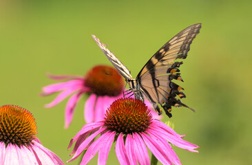 Eastern Tiger Swallowtail butterfly pollinating a purple coneflower