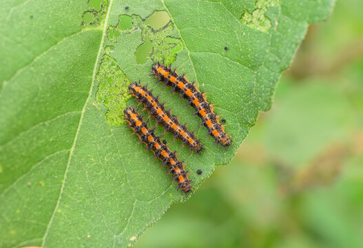 Gorgone checkerspot butterfly caterpillars eating a sunflower leaf