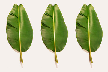 photo of banana leaves isolated on white background