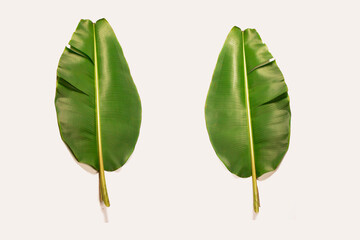 photo of banana leaves isolated on white background