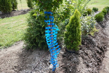 Obraz premium Tree protector wrapped around young tree and shrubberies in outdoor garden center
