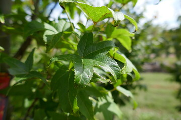 Sweetgum tree leaves outside on sunny day in plant nursery