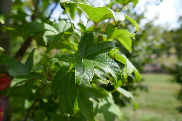 Sweetgum tree leaves outside on sunny day in plant nursery