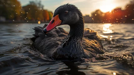 Selbstklebende Fototapeten black swan in water. Black swans are a symbol for world changing events. generative AI © jackson