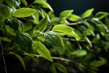 Obraz premium close up of leaves