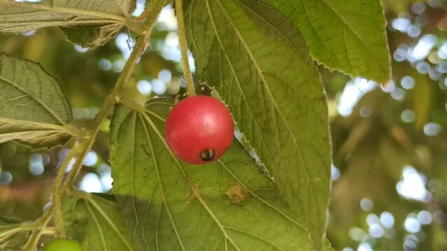 Muntingia calabura