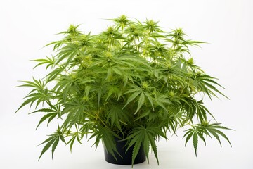 A marijuana plant in a pot isolated on a white background, medicinal pot, legal marijuana for health benefits. Generative AI
