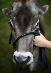 Brown Swiss, dressed for show
