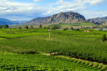 Obraz premium Okanagan Valley British Columbia Winery Vineyard Landscape