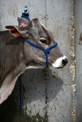 Brown Swiss Heifer