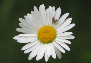 Obraz premium Image of daisy flower with white petals