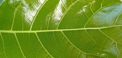 Vibrant Green Leaf Texture Background
