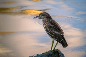 Night Heron fishing in river in shanghai city,  China.